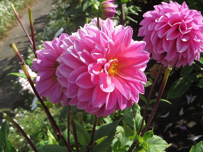 File:Dahlia 'Lucky Number' 02.JPG