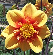 Dahlia 'Esther'