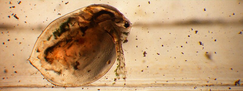 File:Daphnia in oil5.JPG