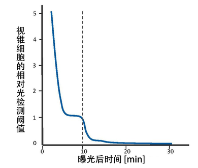 Dark adaptation. During the first 10 minutes (i.e. to the left of the dotted line), sensitivity recovery is done by the cones. After the first 10 minutes (i.e. to the right of the dotted line), rods outperform the cones. Full sensitivity is recovered after approximately 30 minutes.