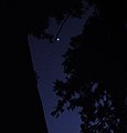 Dark Cedar and Jupiter 杉の木と木星 - panoramio.jpg