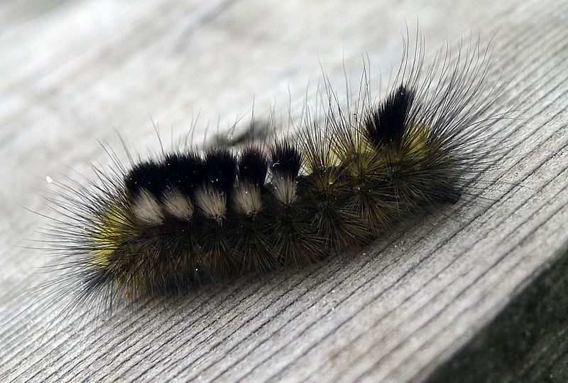 File:Dark Tussock. Dicallomera fascelina. Lymantriidae - Flickr - gailhampshire.jpg