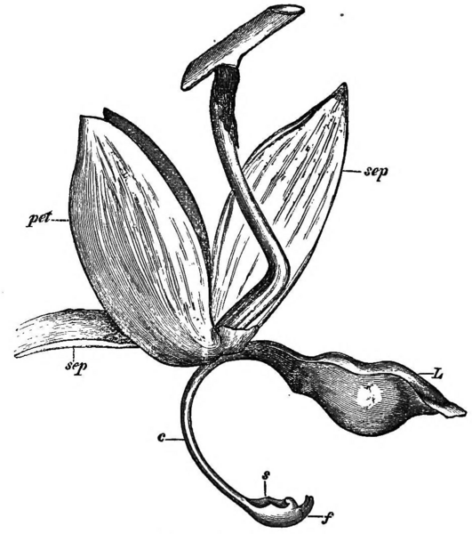 File:Darwin - The various contrivances by which orchids are fertilized by insects (1877) - Fig 33.png