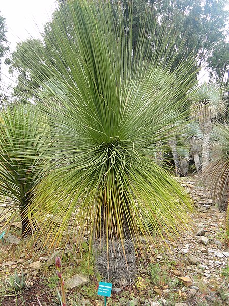 File:Dasylirion longissimum - Jardin d'oiseaux tropicaux - DSC04880.JPG