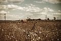 Day laborers picking cotton near Clarksdale, Miss.1a34352v.jpg