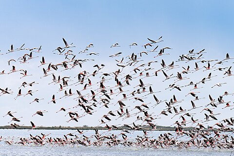 takeoff of a group of pink flamingos in Korba in Tunisia