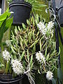 Dendrobium wassellii