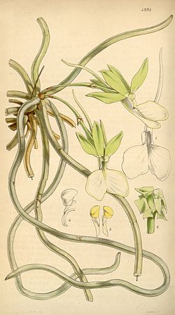 Dendrophylax funalis (as Angraecum funale) - Curtis' 73 (Ser. 
 3 no. 
 3) pl. 
 4295 (1847). 
 jpg