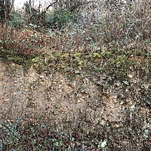 Subsoil layer Devon Culm Subsoil - geograph.org.uk - 344702.jpg