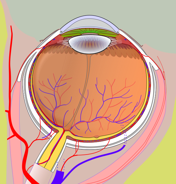 File:Diagram of human eye without labels.svg - Wikimedia Commons