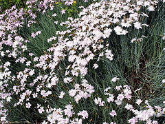 Dianthus caryophyllus 001.jpg