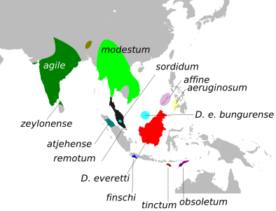 Dicaeum agile agile, Dicaeum agile modestum, Dicaeum agile zeylonicum, Dicaeum everetti sordidum, Dicaeum aeruginosum affine, Dicaeum agile atjehense, Dicaeum everetti bungurense, Dicaeum everetti everetti, Dicaeum agile remotum, Dicaeum aeruginosum aeruginosum, Dicaeum agile finschi, Dicaeum agile tinctum, Dicaeum agile obsoletum