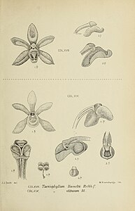 fig. 468 Taeniophyllum hasseltii fig. 469 Taeniophyllum obtusum Taeniophyllum pusillum