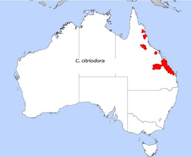 Description de l'image Distribution_Corymbia_citriodora.jpg.