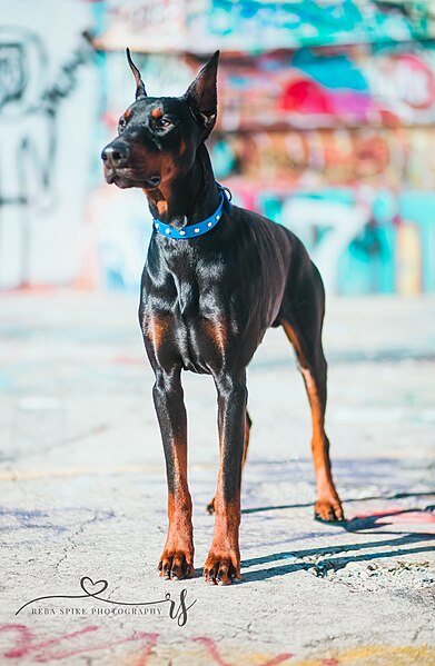 File:Doberman (40408318793).jpg