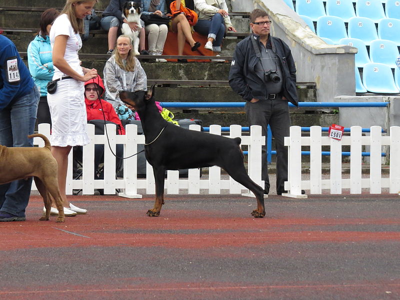 File:Dobermann in Tallinn 2 (full).JPG