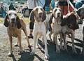 Italian Pointers, orange roan