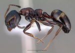 Miniatura para Dolichoderus sibiricus