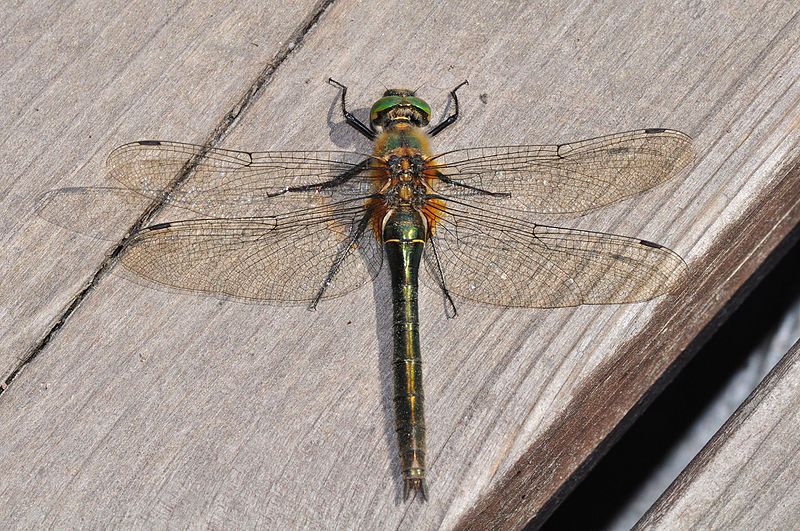 File:Downy emerald (Cordulia aenea) female (8984835305).jpg