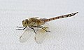* Nomination A Vagrant Emperor dragonfly (female), Portugal -- Alvesgaspar 10:53, 8 September 2021 (UTC) * Promotion  Support Good quality. -- Bwag 13:53, 8 September 2021 (UTC)  Support Good quality. --Steindy 17:58, 8 September 2021 (UTC)