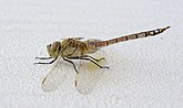 Female Anax ephippiger (Aeshnidae) Vagrant Emperor