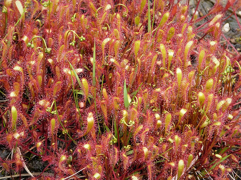 File:Drosera anglica Sundew (39333653521).jpg