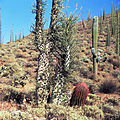 Valle de los Cirios, Baja California