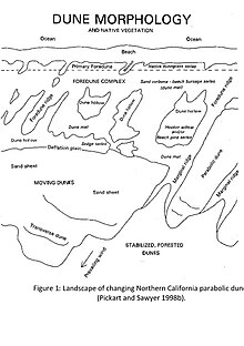 Landscape of Northern California parabolic dunes. DuneSystem.jpg