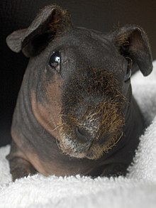 hairless black guinea pig