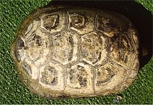 E.orbicularis carapax sup.jpg