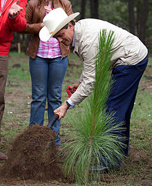 President Enrique Pena Nieto plants a tree in Balleza, Chihuahua to commemorate the Dia del Arbol 2013. EPN. Dia del Arbol.jpg