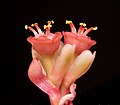 Miniatura para Euphorbia nana