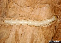 Eablarva.jpg