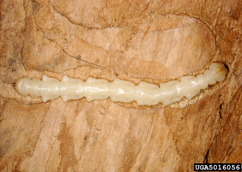 File:Eablarva.jpg