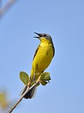 Thumbnail for Eastern yellow wagtail