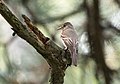 * Nomination Eastern wood pewee in Central Park --Rhododendrites 12:16, 13 October 2021 (UTC) * Promotion  Support Good quality. --CuriousGolden 14:53, 13 October 2021 (UTC)