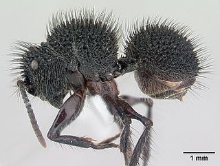 <i>Echinopla</i> Genus of ants