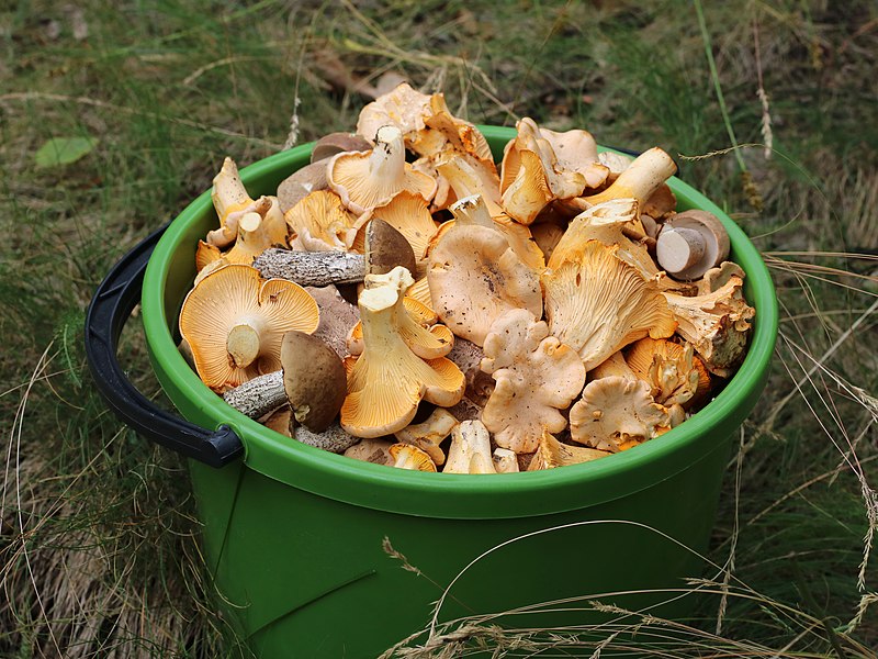 File:Edible fungi in bucket 2019 G3.jpg