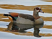 Goose, Egyptian Alopochen aegyptiacus