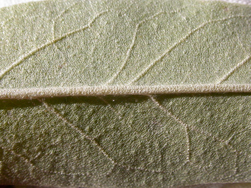 File:Elaeagnus angustifolia (4970178895).jpg