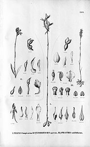 plate 109 Eltroplectris longicornu (as syn. Pelexia longicornu), Pelexia parva (as syn. Stenorrhynchus parvus), Brachystele subfiliformis (as syn. Spiranthes subfiliformis)