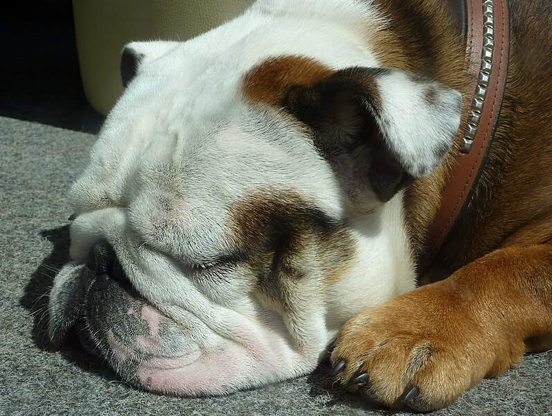 File:English Bulldog.jpg