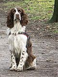 Thumbnail for File:English Springer Spaniel.jpg