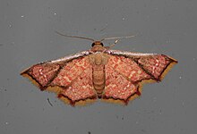 Enispa elataria (Noctuidae Eustrotiinae) .jpg