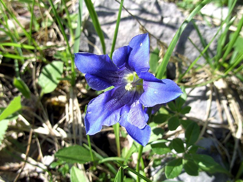 File:Enzian im Karwendelgebirge.jpg