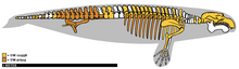 Drawing of skeleton from the species E. sandersi Eotheroides remains.png