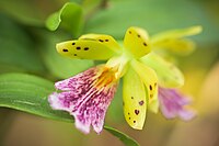 Epidendrum wallisii