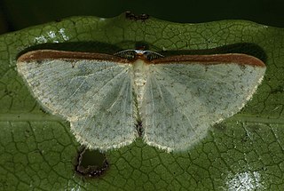 <i>Epiphryne</i> Genus of moths