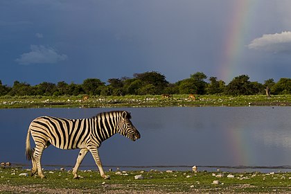 Zebra no Parque Nacional Etosha, Namíbia. (definição 1 280 × 853)