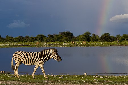 Equus quagga (Plains Zebra)